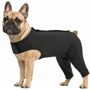 French Bulldog wearing a black full-body recovery suit
